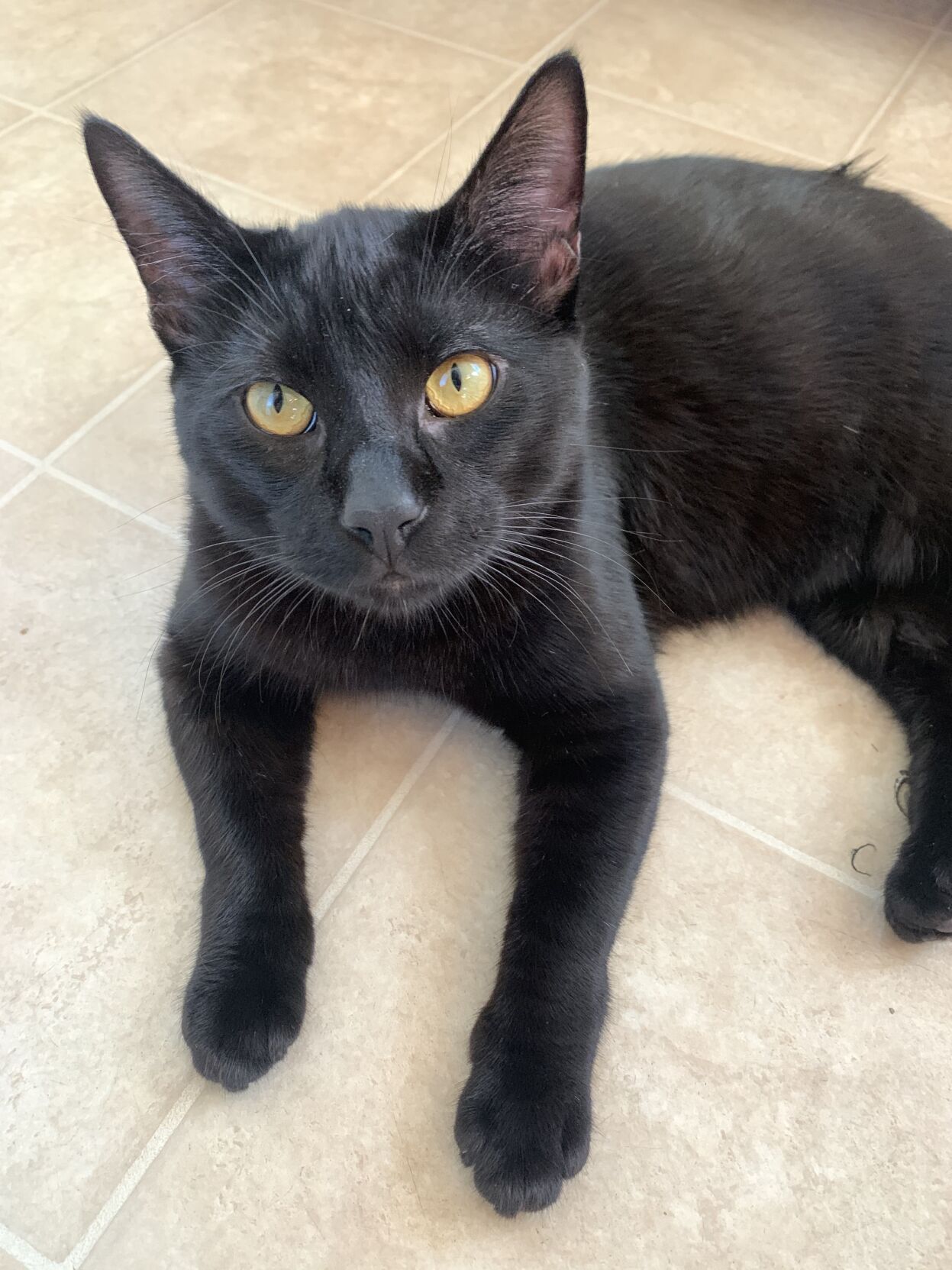 Opinion: Fostering a pet can alleviate some pandemic stress